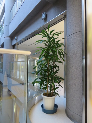 植物レンタル設置例②S会館